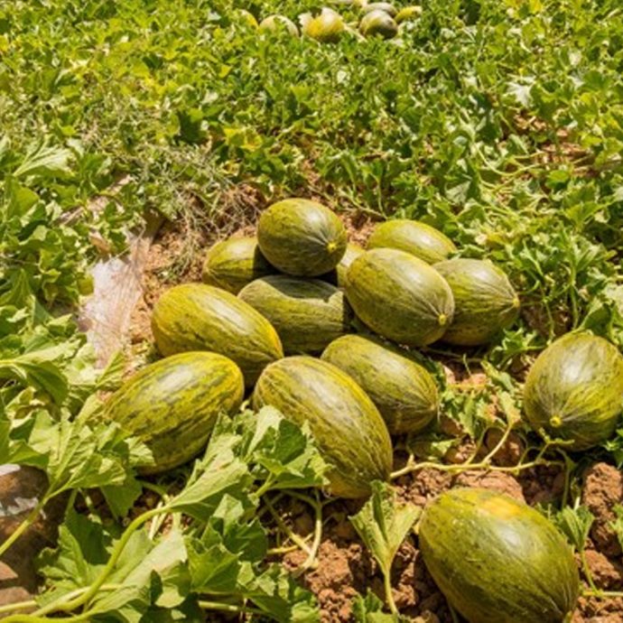 Dia invertirá más de 30 millones de euros en fruta de verano de proveedores nacionales